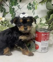 Teacup Tilly, a female Yorkshire Terrier and Shorkie for sale in Sellersburg, IN – Photo 5 of 6