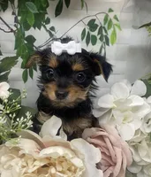 Teacup Tilly, a female Yorkshire Terrier and Shorkie for sale in Sellersburg, IN – Photo 2 of 6
