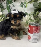 Teacup Tilly, a female Yorkshire Terrier and Shorkie for sale in Sellersburg, IN – Photo 3 of 6