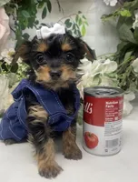 Teacup Tilly, a female Yorkshire Terrier and Shorkie for sale in Sellersburg, IN – Photo 6 of 6