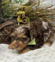 Major, a male Yorkshire Terrier and Shorkie for sale in Sellersburg, IN – Photo 4 of 9