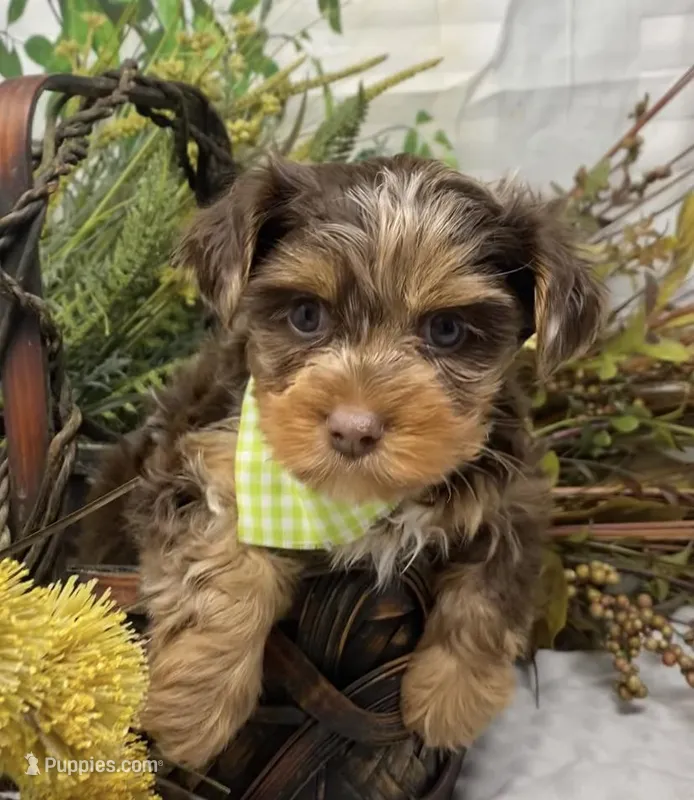 Major – Yorkshire Terrier, Shorkie puppy for sale in Sellersburg, IN