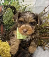 Major, a male Yorkshire Terrier and Shorkie for sale in Sellersburg, IN – Photo 1 of 9