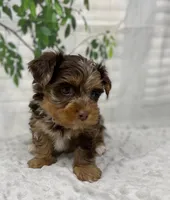 Major, a male Yorkshire Terrier and Shorkie for sale in Sellersburg, IN – Photo 8 of 9