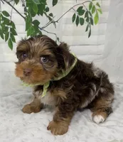 Major, a male Yorkshire Terrier and Shorkie for sale in Sellersburg, IN – Photo 7 of 9
