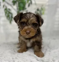Major, a male Yorkshire Terrier and Shorkie for sale in Sellersburg, IN – Photo 6 of 9