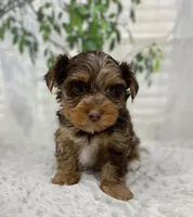 Major, a male Yorkshire Terrier and Shorkie for sale in Sellersburg, IN – Photo 9 of 9