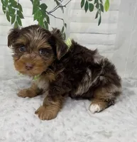 Major, a male Yorkshire Terrier and Shorkie for sale in Sellersburg, IN – Photo 2 of 9