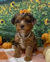 ZsaZsa - silver merle, a female Yorkipoo and Yorkshire Terrier for sale in Sellersburg, IN – 6 of 8