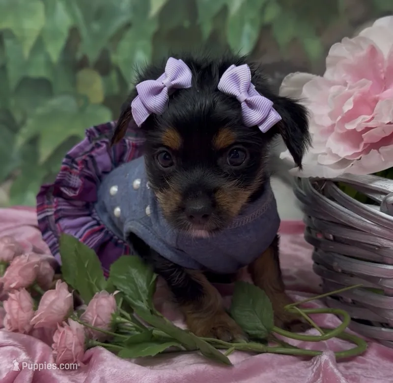 Sophia – Yorkshire Terrier, Shorkie puppy for sale in Sellersburg, IN