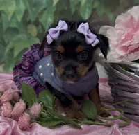 Sophia, a female Yorkshire Terrier and Shorkie for sale in Sellersburg, IN – 1 of 9