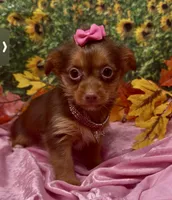 Dior, a female Yorkshire Terrier and Shorkie for sale in Sellersburg, IN – 3 of 6