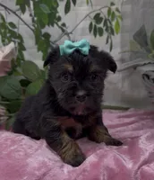 Maggie, a female Yorkshire Terrier and Shorkie for sale in Sellersburg, IN – 3 of 7