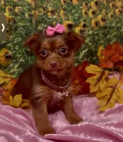 Dior, a female Yorkshire Terrier and Shorkie for sale in Sellersburg, IN – 2 of 6