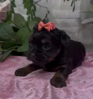 Molly, a female Yorkshire Terrier and Shorkie for sale in Sellersburg, IN – 5 of 5