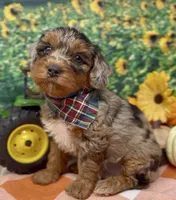Roadie - silver (blue) merle, a male Yorkipoo and Yorkshire Terrier for sale in Sellersburg, IN – 6 of 10