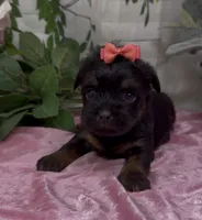 Molly, a female Yorkshire Terrier and Shorkie for sale in Sellersburg, IN – 1 of 5