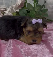 Lola, a female Yorkshire Terrier and Shorkie for sale in Sellersburg, IN – 5 of 5