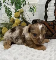 Romeo - chocolate merle, a male Yorkshire Terrier and Shorkie for sale in Sellersburg, IN – Photo 8 of 10