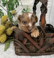 Romeo - chocolate merle, a male Yorkshire Terrier and Shorkie for sale in Sellersburg, IN – Photo 2 of 10