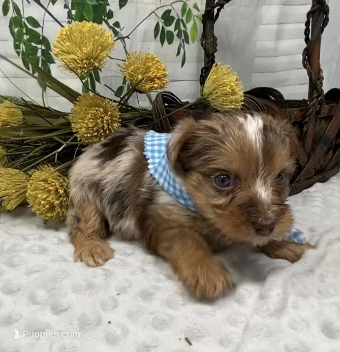 Romeo - chocolate merle – Yorkshire Terrier, Shorkie puppy for sale in Sellersburg, IN