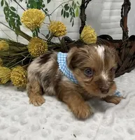 Romeo - chocolate merle, a male Yorkshire Terrier and Shorkie for sale in Sellersburg, IN – Photo 1 of 10