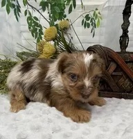 Romeo - chocolate merle, a male Yorkshire Terrier and Shorkie for sale in Sellersburg, IN – Photo 6 of 10