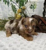 Romeo - chocolate merle, a male Yorkshire Terrier and Shorkie for sale in Sellersburg, IN – Photo 9 of 10