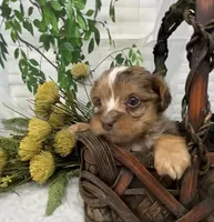 Romeo - chocolate merle, a male Yorkshire Terrier and Shorkie for sale in Sellersburg, IN – Photo 5 of 10