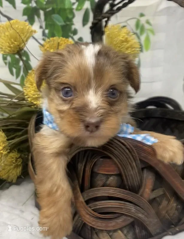 Romeo - chocolate merle blue eyes !  – Yorkshire Terrier, Shorkie puppy for sale in Sellersburg, IN