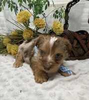 Romeo - chocolate merle, a male Yorkshire Terrier and Shorkie for sale in Sellersburg, IN – Photo 10 of 10