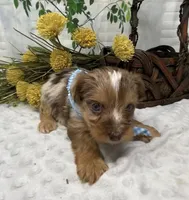 Romeo - chocolate merle, a male Yorkshire Terrier and Shorkie for sale in Sellersburg, IN – Photo 4 of 10