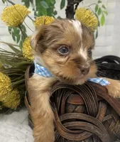 Romeo - chocolate merle, a male Yorkshire Terrier and Shorkie for sale in Sellersburg, IN – Photo 3 of 10