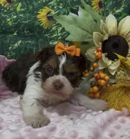 Teacup Daisy, a female Yorkshire Terrier and Shorkie for sale in Sellersburg, IN – 5 of 7