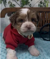  Beethoven , a male Yorkshire Terrier and Shorkie for sale in Sellersburg, IN – 2 of 10