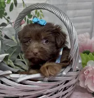 Coco Chanel, a female Yorkshire Terrier and Shorkie for sale in Sellersburg, IN – 4 of 8