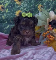 Tiny Coco (chocolate), a female Yorkshire Terrier and Shorkie for sale in Sellersburg, IN – 2 of 7