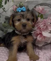 Layla, a female Yorkshire Terrier and Shorkie for sale in Sellersburg, IN – 5 of 10