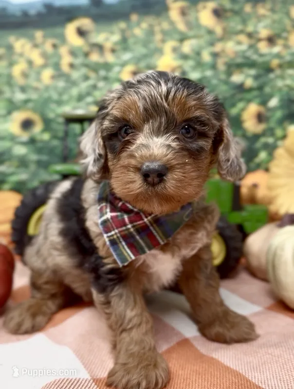 Roadie - silver (blue) merle – Yorkipoo, Yorkshire Terrier puppy for sale in Sellersburg, IN