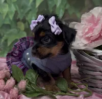 Sophia, a female Yorkshire Terrier and Shorkie for sale in Sellersburg, IN – 3 of 9
