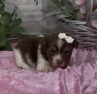 Poppy, a female Yorkshire Terrier and Shorkie for sale in Sellersburg, IN – 4 of 5