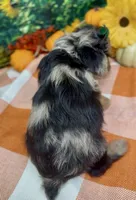Rhianna -BlackBerry merle, a female Yorkipoo and Yorkshire Terrier for sale in Sellersburg, IN – 5 of 9