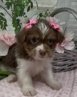 Poppy, a female Yorkshire Terrier and Shorkie for sale in Sellersburg, IN – 2 of 5