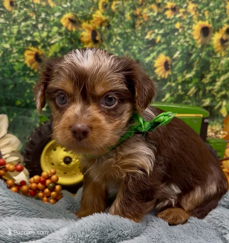 Hershey - chocolate merle – Yorkshire Terrier, Shorkie puppy for sale in Sellersburg, IN