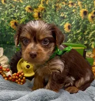 Hershey - chocolate merle, a male Yorkshire Terrier and Shorkie for sale in Sellersburg, IN – 1 of 9