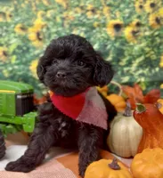 Onyx, a male Yorkipoo and Yorkshire Terrier for sale in Sellersburg, IN – 8 of 10