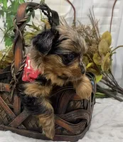 TAZ Rare Blackberry merle , a male Yorkshire Terrier and Shorkie for sale in Sellersburg, IN – Photo 6 of 9