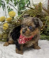 TAZ Rare Blackberry merle , a male Yorkshire Terrier and Shorkie for sale in Sellersburg, IN – Photo 7 of 9