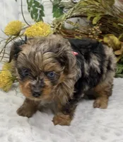 TAZ Rare Blackberry merle , a male Yorkshire Terrier and Shorkie for sale in Sellersburg, IN – Photo 5 of 9