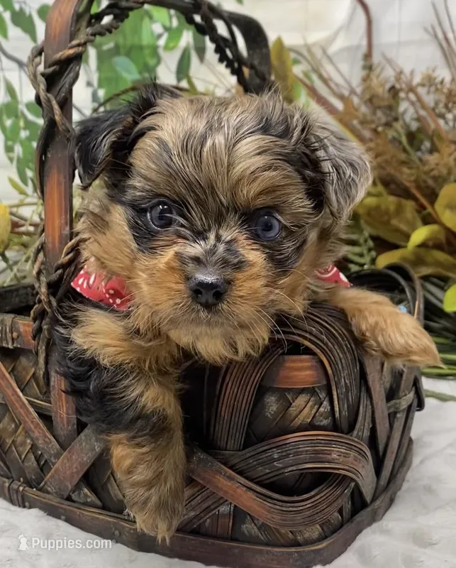 TAZ Rare Blackberry merle  – Yorkshire Terrier, Shorkie puppy for sale in Sellersburg, IN